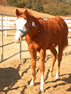foal picture
