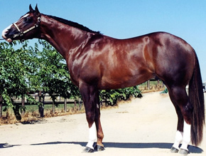stallion photo